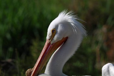 Beyaz Pelikanlar sabahın erken saatlerinde güneş ışığının tadını çıkarıyor