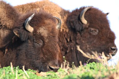 Bizon da Buffalo otlatma ve çimenli çayırda uzanma denir