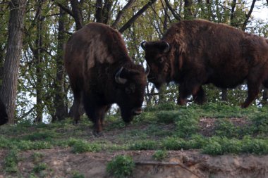 Bizon da Buffalo otlatma ve çimenli çayırda uzanma denir