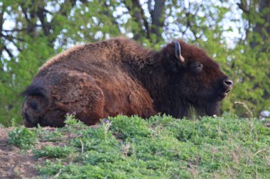 Bizon da Buffalo otlatma ve çimenli çayırda uzanma denir