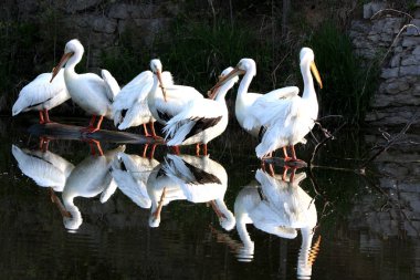 Pelikan Ailesi, suda yansımaları olan bir gölette birbirine yakın bir şekilde gruplandı.