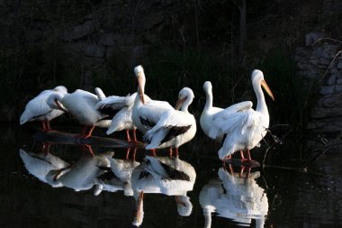 Pelikan Ailesi, suda yansımaları olan bir gölette birbirine yakın bir şekilde gruplandı.