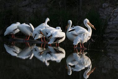 Pelikan Ailesi, suda yansımaları olan bir gölette birbirine yakın bir şekilde gruplandı.