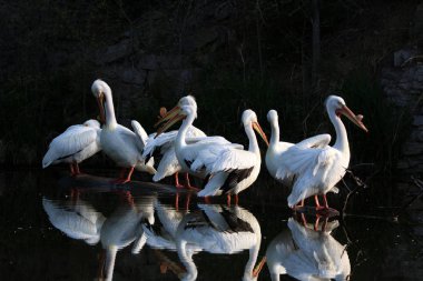 Pelikan Ailesi, suda yansımaları olan bir gölette birbirine yakın bir şekilde gruplandı.