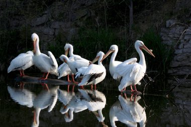 Pelikan Ailesi, suda yansımaları olan bir gölette birbirine yakın bir şekilde gruplandı.