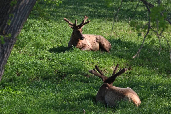 Bull Elk Början Våren Med Nya Sammet Växer Grönskande Bergen — Stockfoto