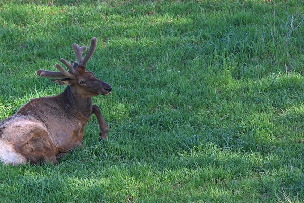 Bull Elk Början Våren Med Nya Sammet Växer Grönskande Bergen — Stockfoto