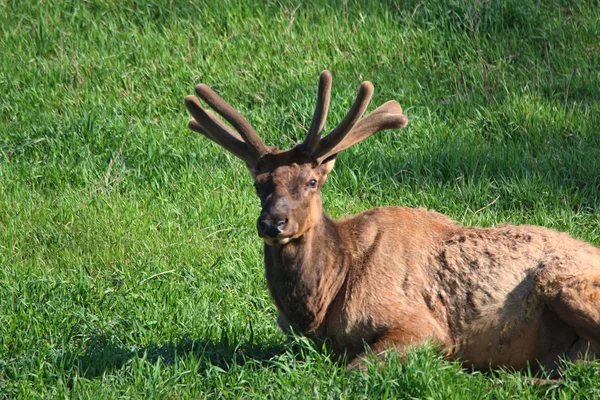 Bull Elk Början Våren Med Nya Sammet Växer Grönskande Bergen — Stockfoto