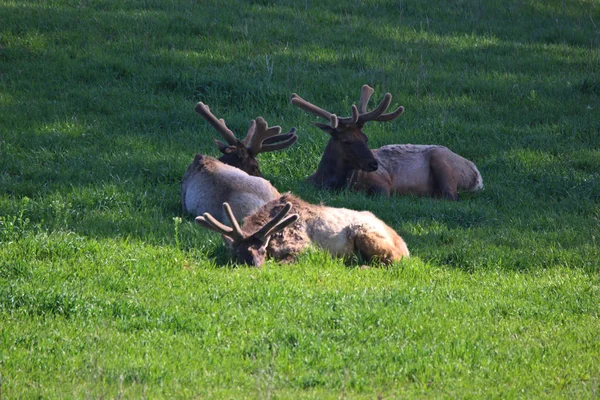 Bull Elk Het Vroege Voorjaar Met Nieuwe Fluwelen Groeiende Leggen — Stockfoto