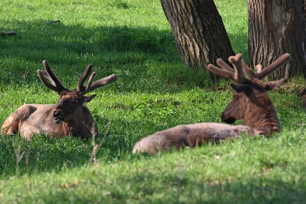 Bull Elk Början Våren Med Nya Sammet Växer Grönskande Bergen — Stockfoto