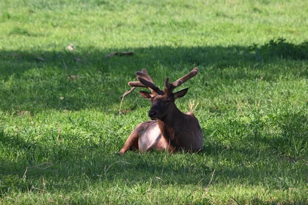 Bull Elk Het Vroege Voorjaar Met Nieuwe Fluwelen Groeiende Leggen — Stockfoto