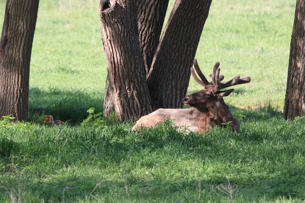 Bull Elk Début Printemps Avec Une Nouvelle Croissance Velours Reposant — Photo