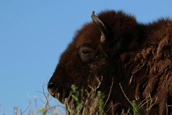 Bizon Buffalo Otlatma Çimenli Çayırda Uzanma Denir — Stok fotoğraf