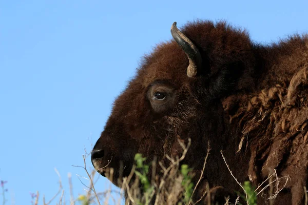 Bizon Buffalo Otlatma Çimenli Çayırda Uzanma Denir — Stok fotoğraf