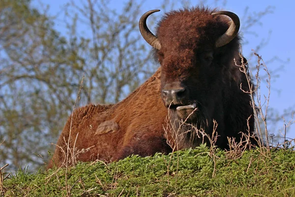 Bison Také Nazývali Buffalo Pastviny Povalují Travnaté Louce — Stock fotografie