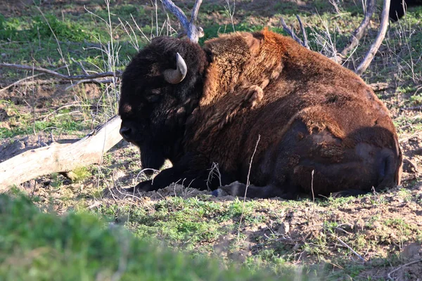 Bison Também Chamado Buffalo Pastoreio Lounging Prado Gramado — Fotografia de Stock