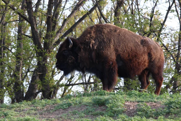 Bizon Buffalo Otlatma Çimenli Çayırda Uzanma Denir — Stok fotoğraf