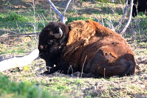 Bizon Buffalo Otlatma Çimenli Çayırda Uzanma Denir — Stok fotoğraf