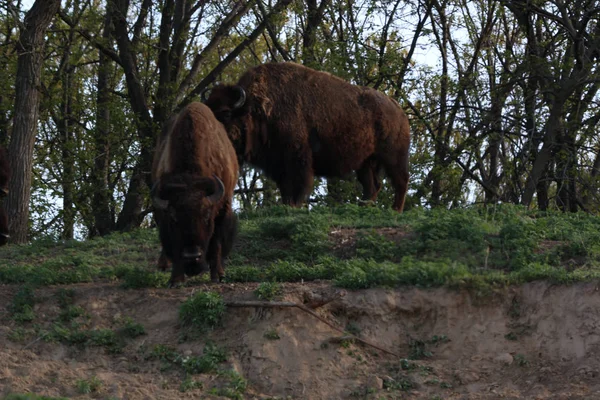 Bizon Buffalo Otlatma Çimenli Çayırda Uzanma Denir — Stok fotoğraf
