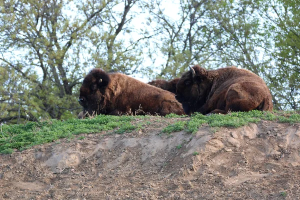 Bison Aussi Appelé Pâturage Prélasser Dans Prairie Herbeuse — Photo