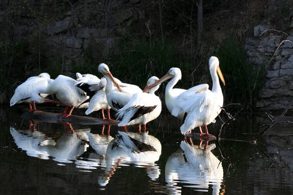 Pelican Familj Grupperade Nära Damm Med Reflektioner Vattnet — Stockfoto