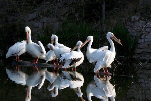 Pelikan Ailesi, suda yansımaları olan bir gölette birbirine yakın bir şekilde gruplandı.