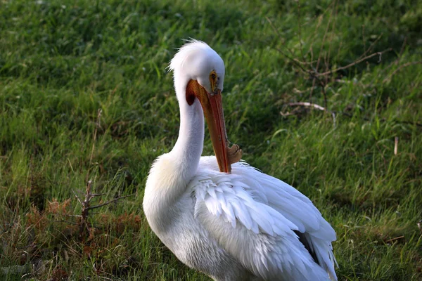 Nahaufnahme Eines Weißen Pelikans Frühen Morgenlicht — Stockfoto
