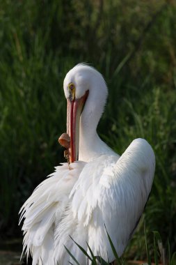 Sabahın erken saatlerinde beyaz bir Pelikan'ın yakın çekim görünümü