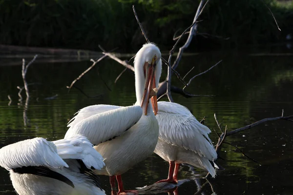 Nahaufnahme Eines Weißen Pelikans Frühen Morgenlicht — Stockfoto