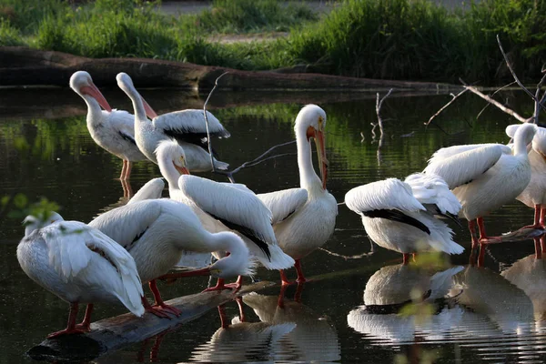 Pelican Family Grouped Closely Pond Reflections Water — Stock Photo, Image