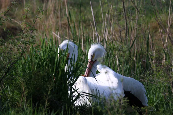 Pareja Pelícanos Blancos Pie Pequeño Estanque Luz Mañana — Foto de Stock