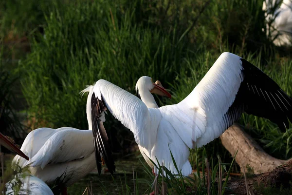 Pareja Pelícanos Blancos Pie Pequeño Estanque Luz Mañana — Foto de Stock