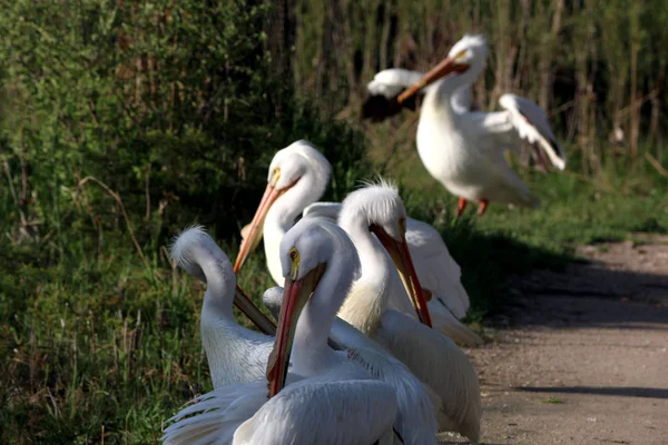 Pelikanfamilie Dicht Gedrängt Einem Teich Mit Spiegelungen Wasser — Stockfoto