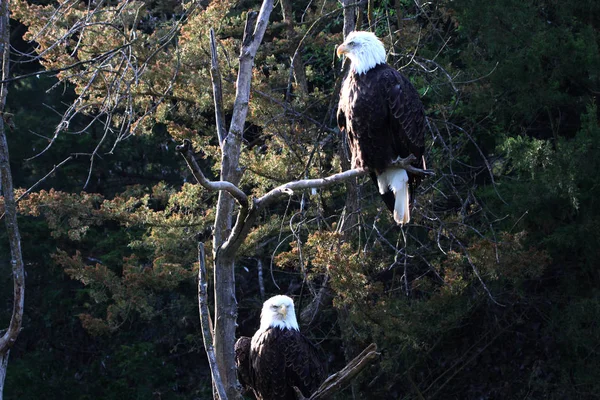 Pair of Adult Bald Eagles sitting in a tree