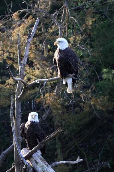 Paar Volwassen Bald Eagles Zitten Een Boom — Stockfoto