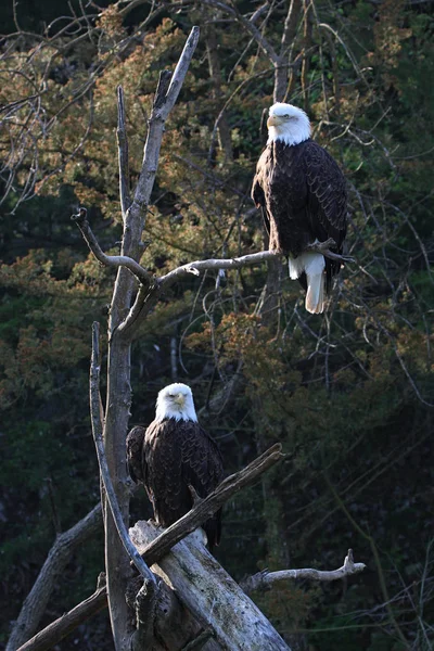 Pair of Adult Bald Eagles sitting in a tree