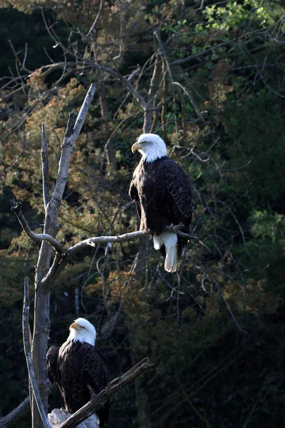 Paar Volwassen Bald Eagles Zitten Een Boom — Stockfoto