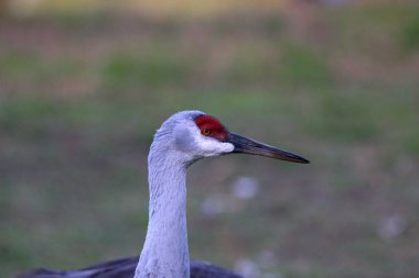 Kum Tepeleri Vinç baş ve boyun