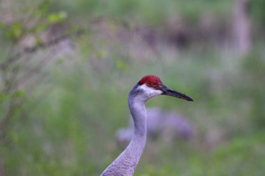 Bir kum tepe vinç baş atış