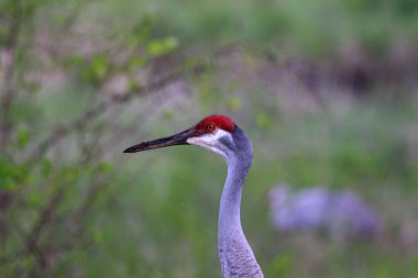 Bir Kum Tepesi Vinç Head çekim kapalı