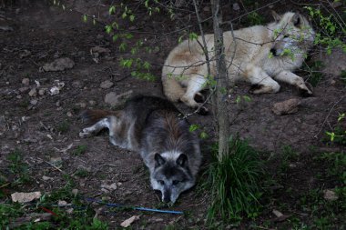 Gri Kurt, Kuzey Amerika'da Kereste Kurdu ve Kuzey Kutbu'ndaki Beyaz Kurt ya da daha genel olarak Ortak Kurt olarak bilinir..