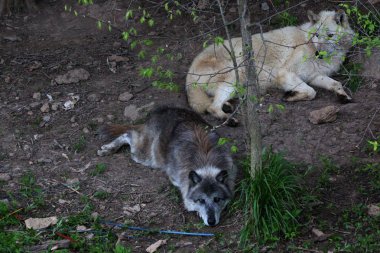 Gri Kurt, Kuzey Amerika'da Kereste Kurdu ve Kuzey Kutbu'ndaki Beyaz Kurt ya da daha genel olarak Ortak Kurt olarak bilinir..