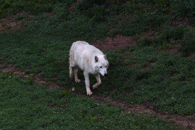 Kurtlar, iletişim kurmak için kullandıkları omurga karıncalanma ulumalarından dolayı efsanevidirler..