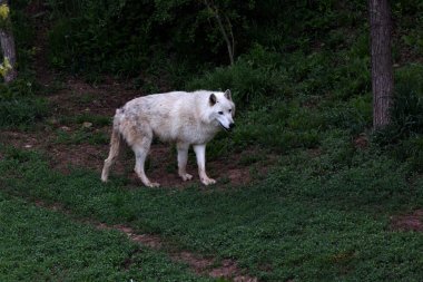 Kurtlar, iletişim kurmak için kullandıkları omurga karıncalanma ulumalarından dolayı efsanevidirler..