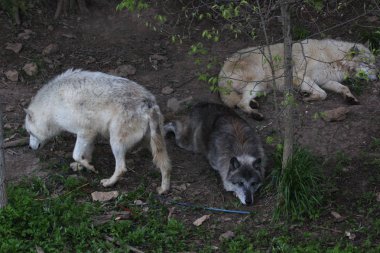 Kurtlar, iletişim kurmak için kullandıkları omurga karıncalanma ulumalarından dolayı efsanevidirler..