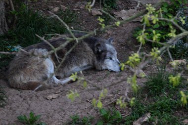 Dağlarda avlanan bir geceden sonra gölge ağacın altında yatan Gri Kurtlar