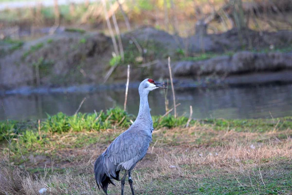 Grue Solitaire Long Petit Lac — Photo