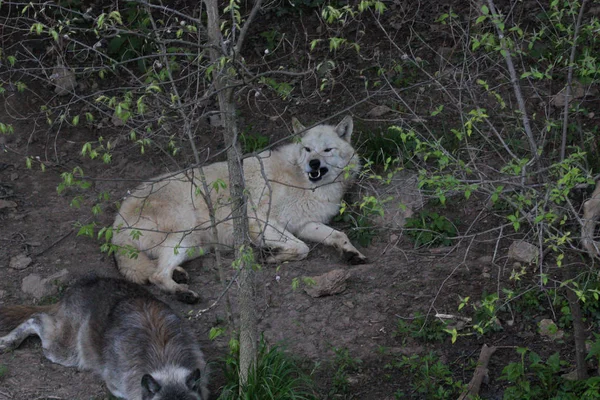 Γκρίζος Λύκος Είναι Γνωστός Λύκος Της Ξυλείας Στη Βόρεια Αμερική — Φωτογραφία Αρχείου