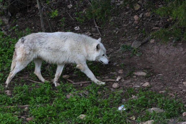 Γκρίζος Λύκος Είναι Γνωστός Λύκος Της Ξυλείας Στη Βόρεια Αμερική — Φωτογραφία Αρχείου