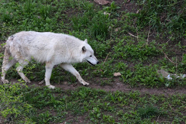 Grey Wolf Known Timber Wolf North America White Wolf Arctic — Stock ...